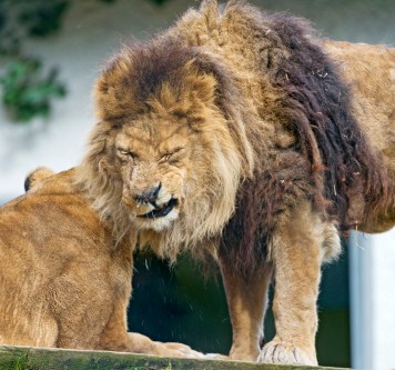 lion-sneezing